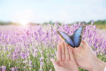 Woman holding beautiful morpho butterfly in lavender field, closeup © New Africa