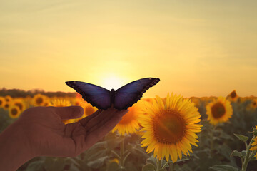 Woman holding beautiful morpho butterfly in sunflower field at sunset, closeup