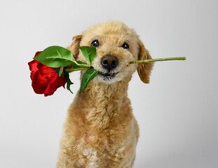 valentines dog