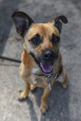 smiling dog portrait