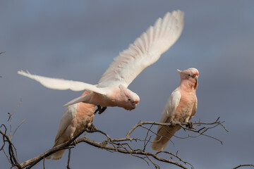Major Mitchell or Pink Cockatoo in flight