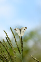 butterfly on leaf