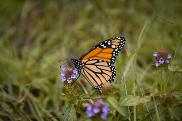 monarch butterfly stopped for a picture while out in a provincial park.