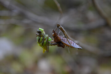 insect sheding some skin