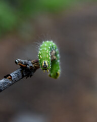 caterpillar hanging out in the woods.