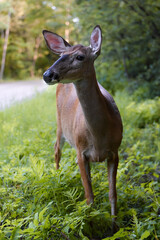 beautiful mamma deer out for a walk in the woods.