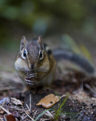 chipmunk having an afternoon snack