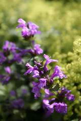 pretty little purple flowers from the park.