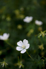 little white flowers in the forest.