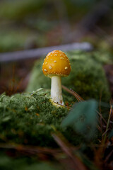 fly agaric mushroom found while foraging.