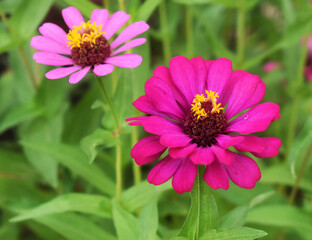 Beautiful zinnia, perfect for presentations and to use as wallpaper.
