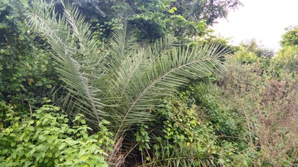 green grass and dates tree