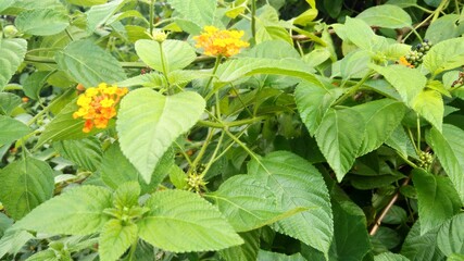 yellow flowers on a green background