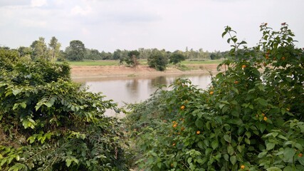 the river in the forest
