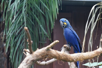 blue and yellow macaw parrot bird 