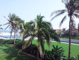 Fototapeta na wymiar palm trees on the beach in miami
