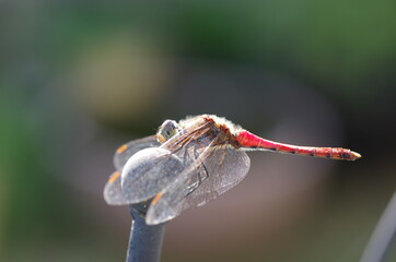 アキアカネ（メス）