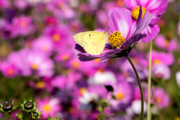 Insects and butterflies inhabit Gesang flowers