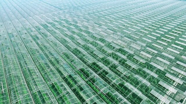 General view of industrial greenhouses abstaract panorama aerial flight, green sprouts, sky reflected in clean glasses. Natural nature pure clear products and vegetables. Green colors.