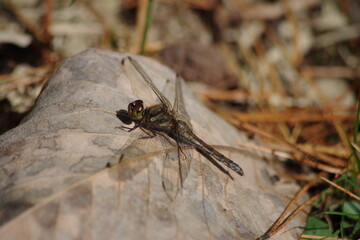 アキアカネ（メス）