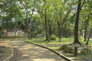 Fototapeta na wymiar Ninoy Aquino parks and wildlife surrounding trees in Quezon City, Philippines