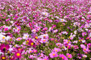 Fototapeta premium The ground is full of Gesang flowers, with the background of flowers
