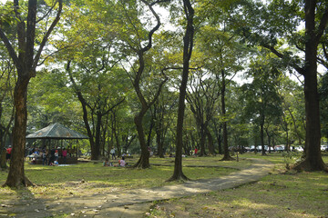 Ninoy Aquino parks and wildlife surrounding trees in Quezon City, Philippines