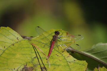 アキアカネ（メス）