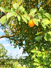 Ripe and juicy yellow cherry plum hanging on a tree branch with many fruit berries on it