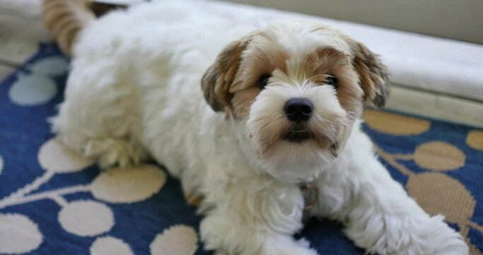 A rowdy Shorkie puppy barks and wags his tail as he lays on a blue porch rug