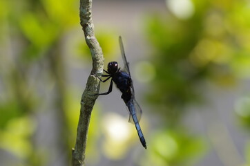 シオカラトンボ（オス）