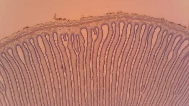 Microscope Coprinus Mushroom Cross Section 1200x
