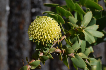 Protea 3