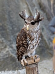 Great Horned Owl (Bubo Virginianus)