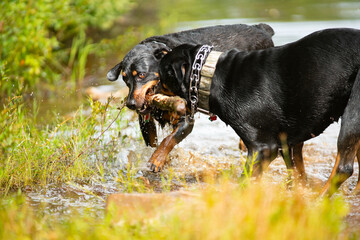 Rottweilers Playing In Mud