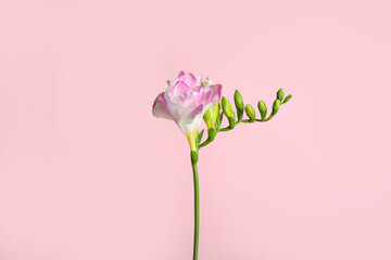 Beautiful tender freesia flower on pink background