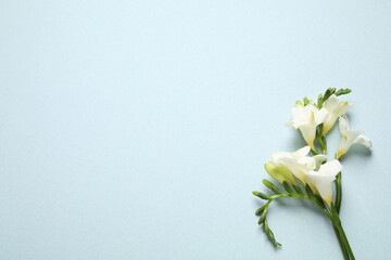 Beautiful freesia flowers on light blue background, top view. Space for text
