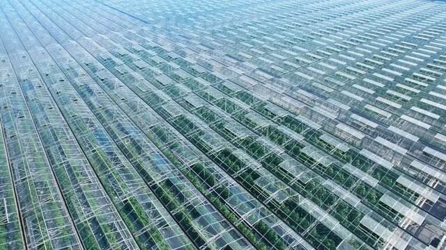 General view of industrial greenhouses abstaract panorama aerial flight, green sprouts, sky reflected in clean glasses. Natural nature pure clear products and vegetables. Native colors.