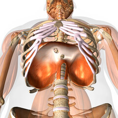 The Diaphragm Muscle from Low Camera Angle, Human Anatomy 3D Rendering - obrazy, fototapety, plakaty