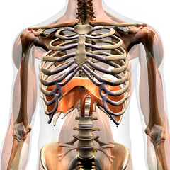 Diaphragm Muscle, Human Anatomy 3D Rendering - 376803099