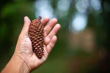 Pine cone on hand with nature background  travel concept.