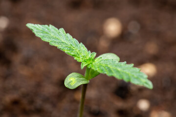 Cannabis seedlings 6 days of vegetation planted in the ground, cultivation in an indoor marijuana for medical purposes
