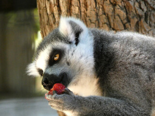 ring tailed lemur