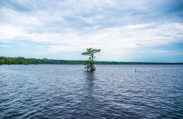 Fototapeta premium Cypress Trees and Spanish Moss