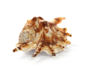 Beautiful exotic sea shell isolated on white