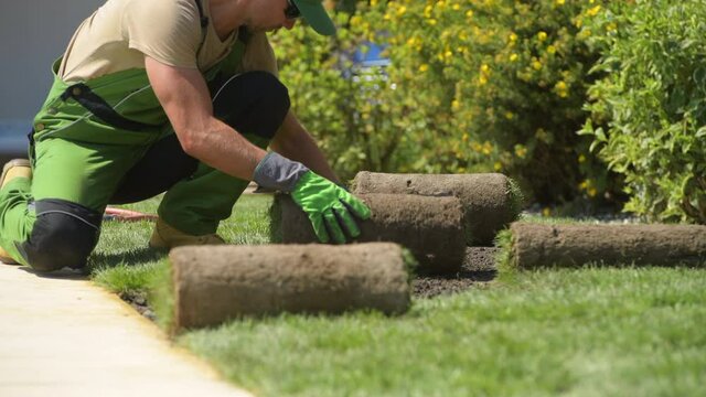 Male Construction Worker Installing New Residential Backyard Lawn By Laying Few Rolls Of Sod Petting It Down And Adjusting.