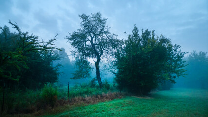 Fototapeta na wymiar Twisted old tree in a dark moody meadow