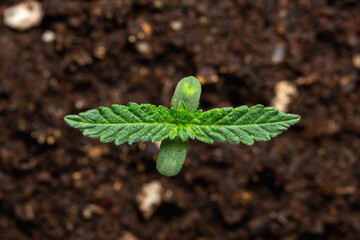 Cannabis seedlings 6 days of vegetation planted in the ground, cultivation in an indoor marijuana for medical purposes. Top view