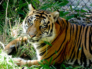 tiger in the zoo