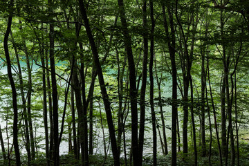 trees in the forest